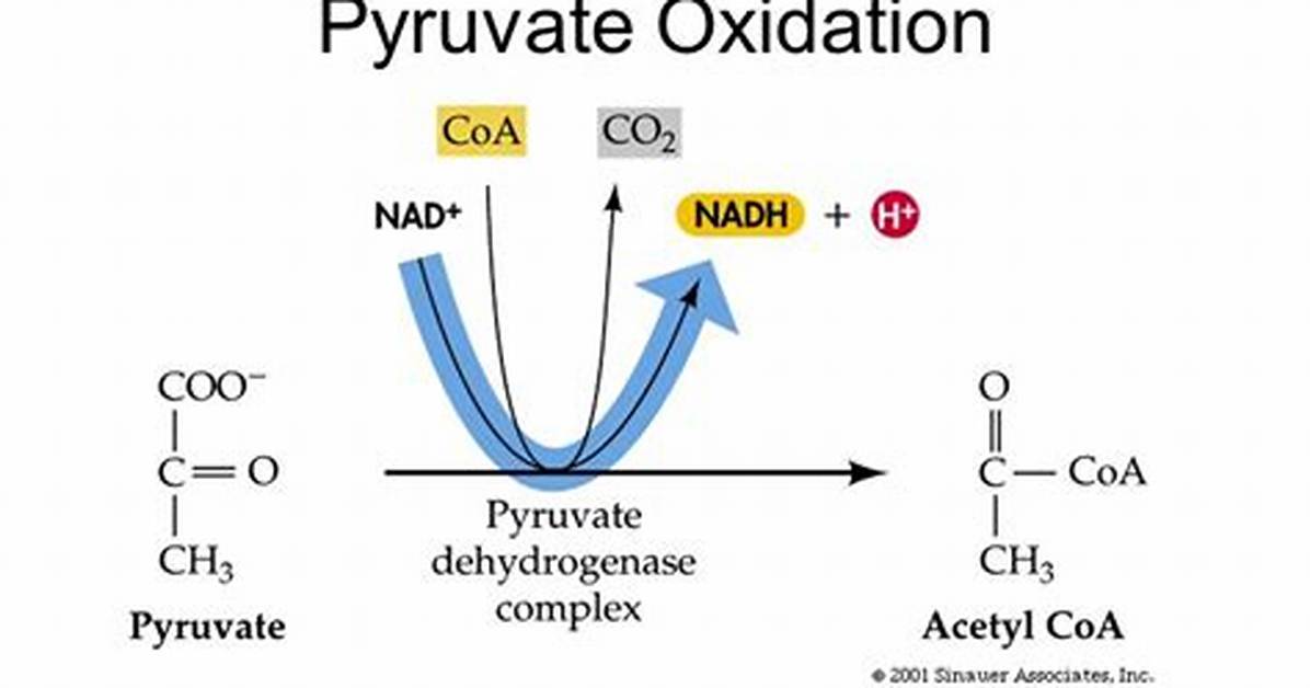 During Pyruvate Processing Two Carbons?