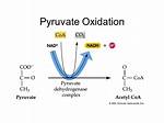 During Pyruvate Processing Two Carbons?
