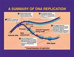 During Replication What Is the Function of the Enzyme Dna Polymerase?