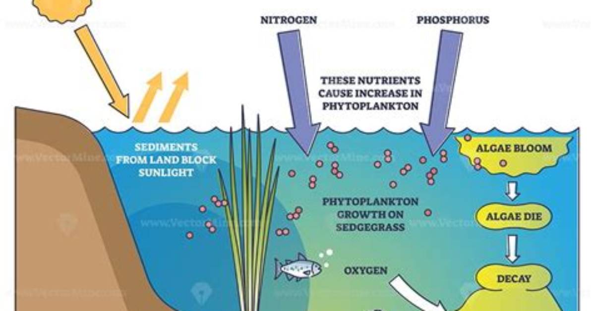 During the Eutrophication Process?