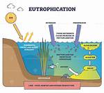 During the Eutrophication Process?