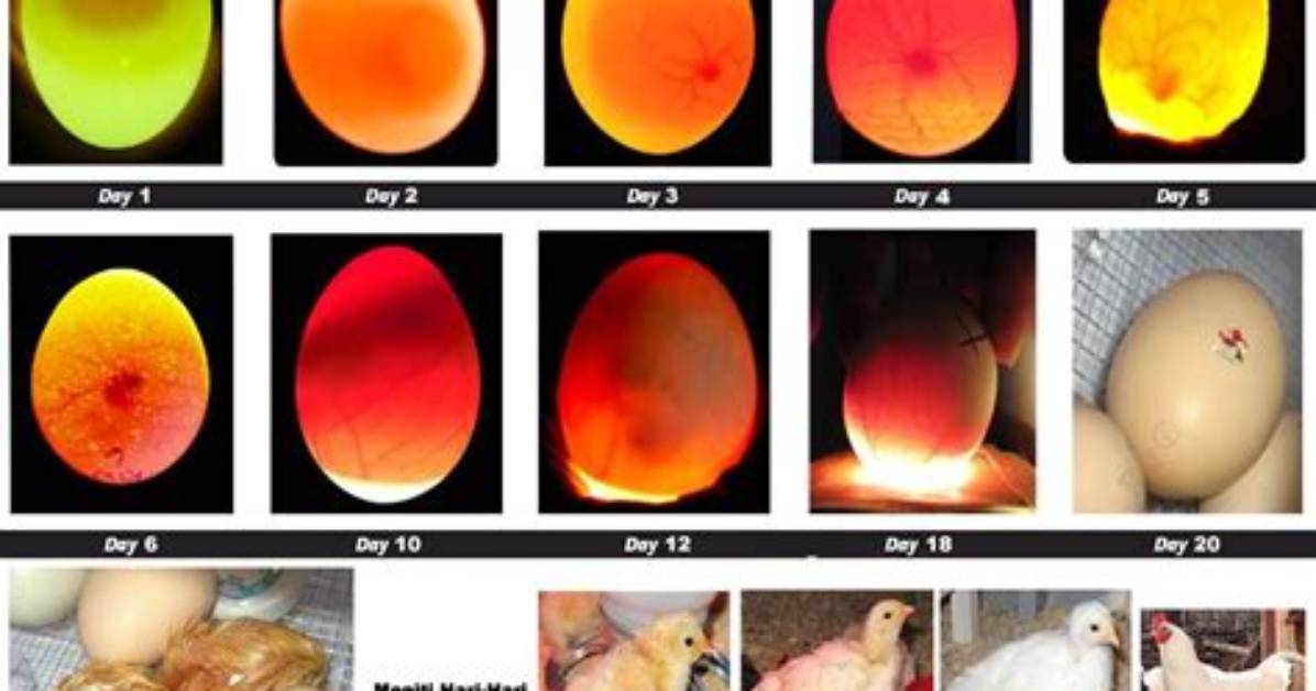 During the Hatching Process?