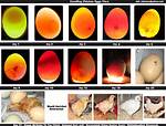 During the Hatching Process?
