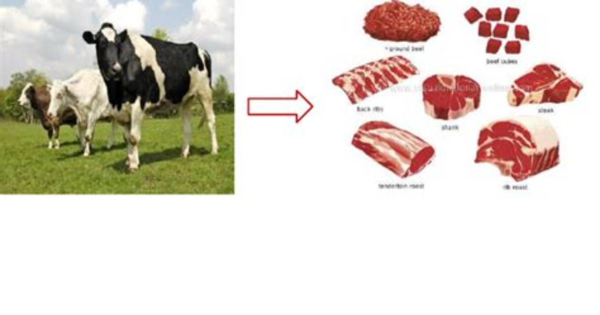 During the Slaughtering Process?