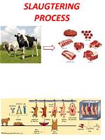 During the Slaughtering Process?