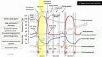 During Ventricular Ejection High Pressures?