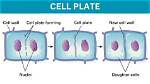 During Which Process Would a Cell Plate Form Quizlet?