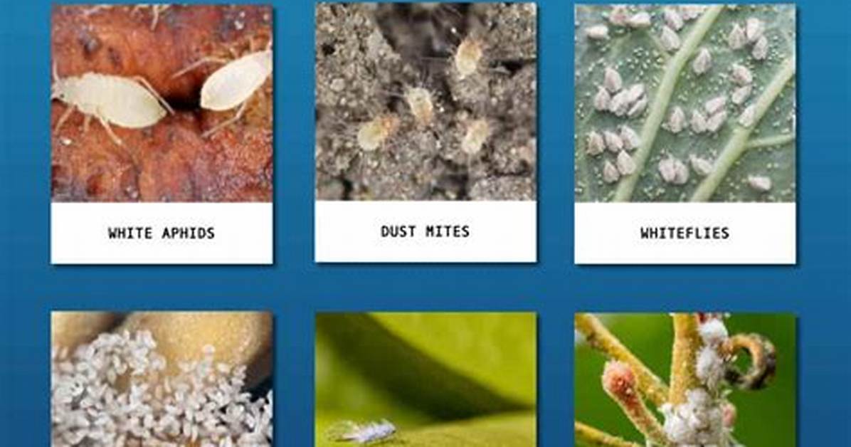 Dust ___ (Tiny Bug)