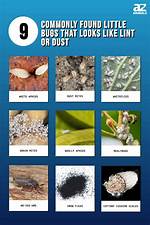 Dust ___ (Tiny Bug)