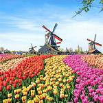 Dutch Flower