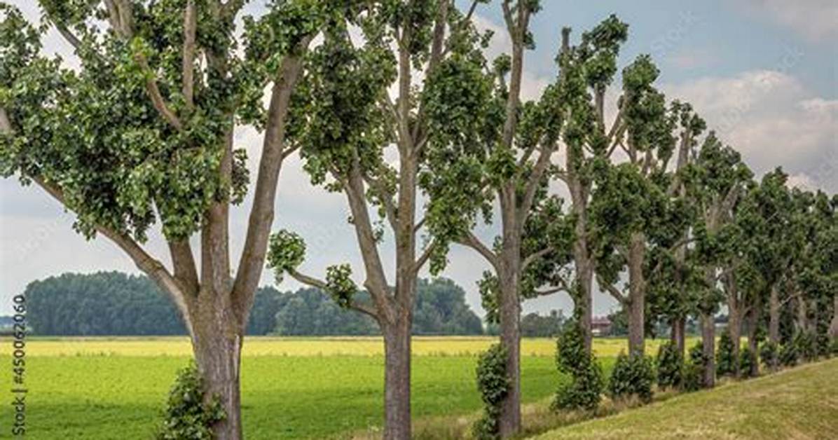 Dutch Trees