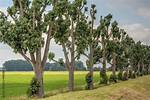 Dutch Trees