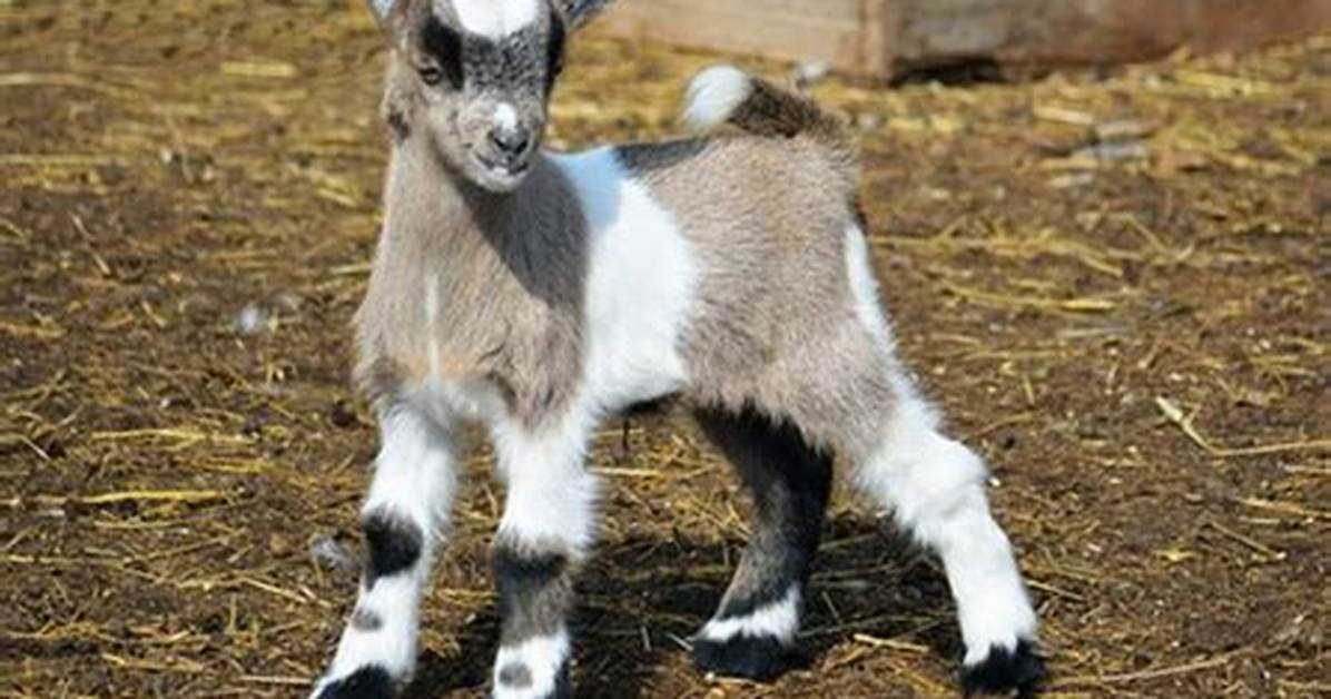 Dwarf Animals
