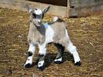 Dwarf Animals