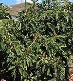 Dwarf Avocado Tree