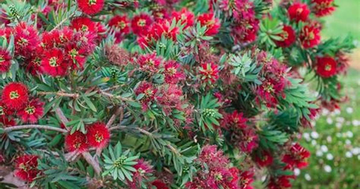 Dwarf Bottlebrush
