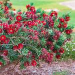 Dwarf Bottlebrush