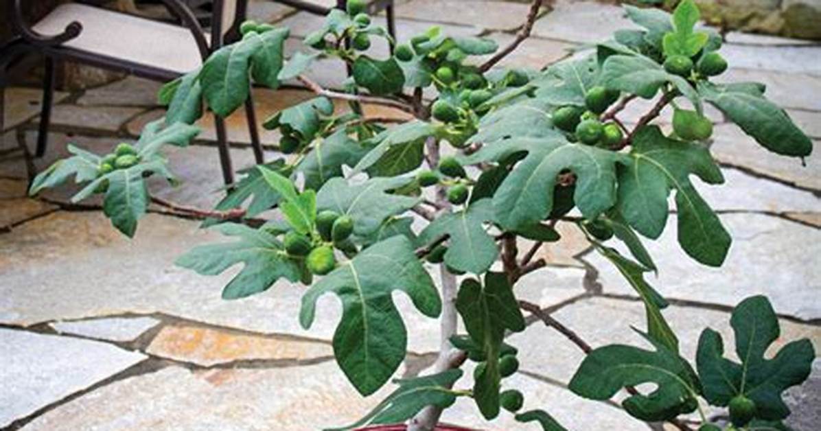 Dwarf Fig Tree