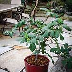Dwarf Fig Tree