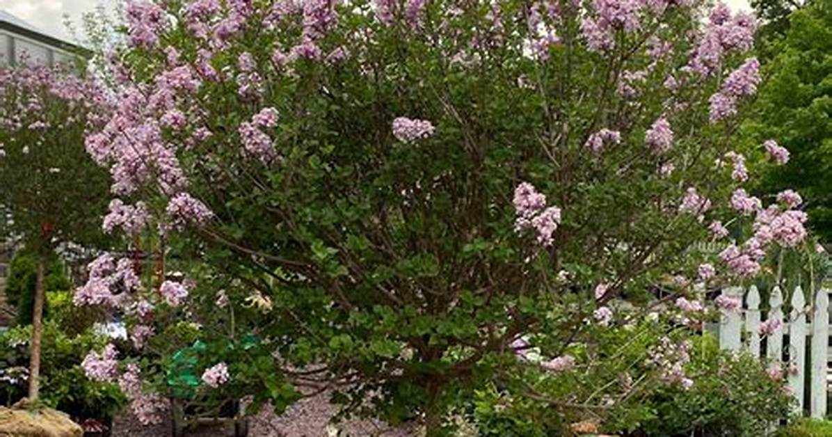 Dwarf Korean Lilac Tree