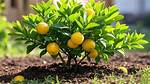 Dwarf Lime Tree