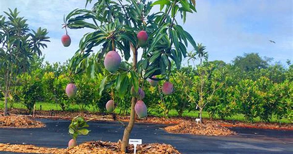 Dwarf Mango Tree