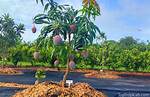 Dwarf Mango Tree