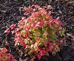Dwarf Nandina