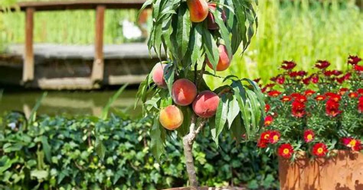 Dwarf Peach Tree