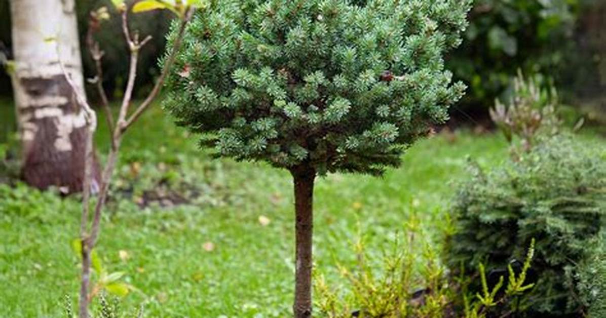Dwarf Spruce Trees