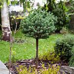 Dwarf Spruce Trees