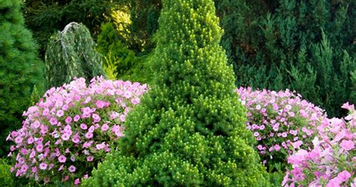 Dwarf Spruce
