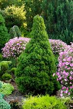 Dwarf Spruce
