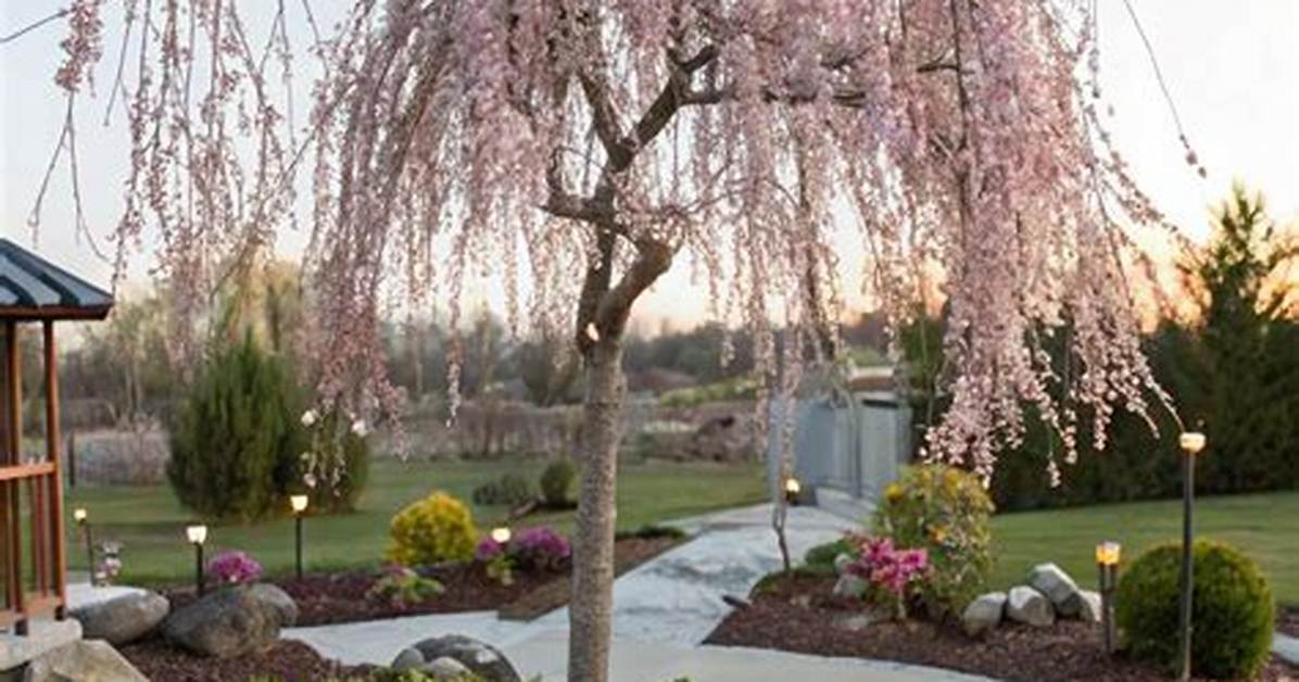Dwarf Weeping Cherry