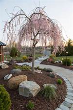 Dwarf Weeping Cherry