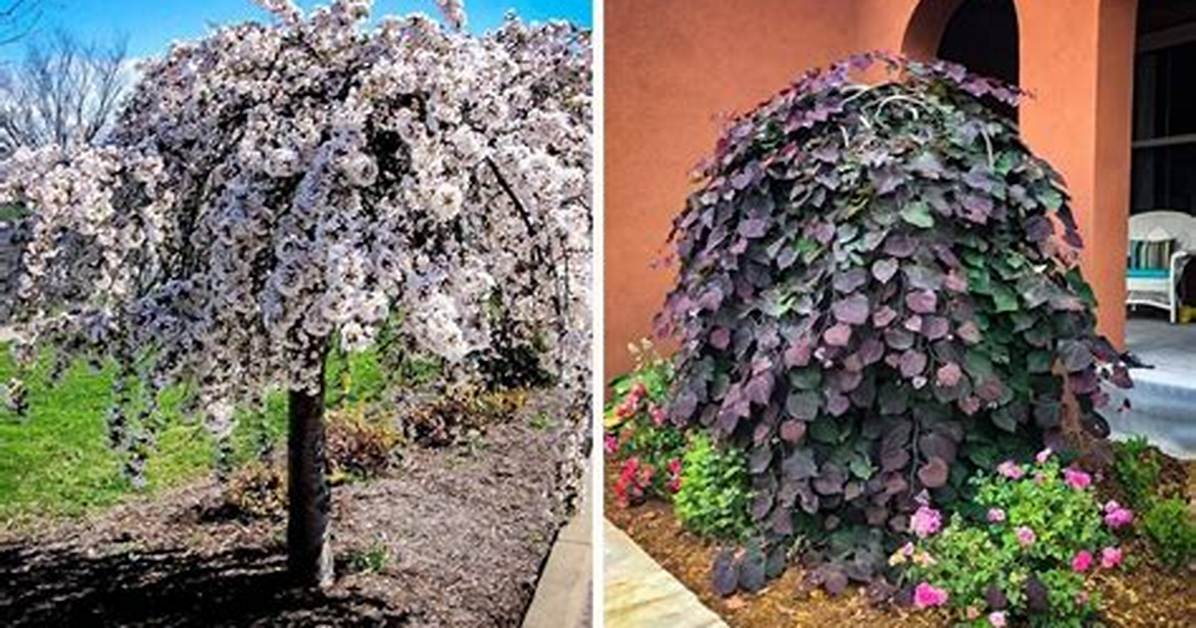 Dwarf Weeping Trees