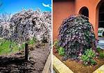 Dwarf Weeping Trees