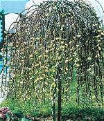 Dwarf Weeping Willow Tree