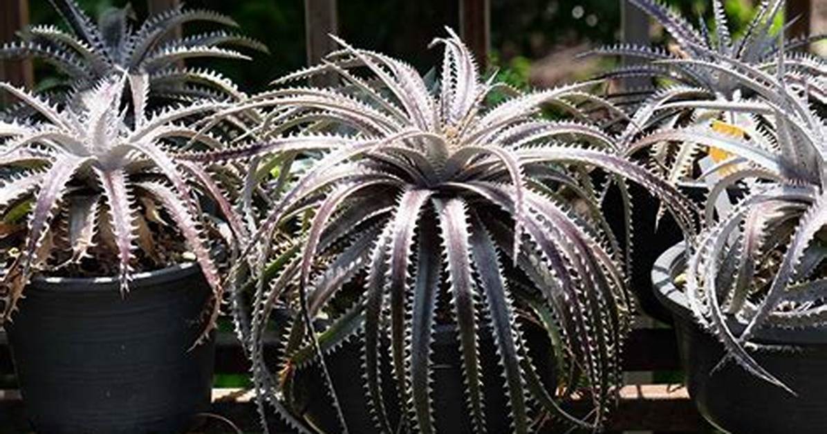 Dyckia