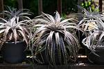 Dyckia