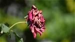 Dying Roses