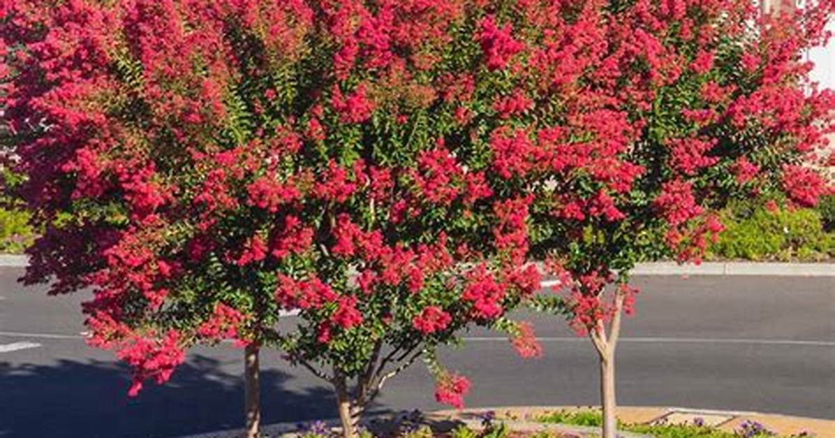 Dynamite Crape Myrtle