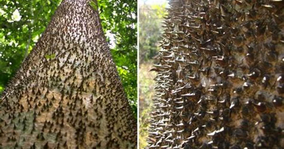 Dynamite Tree