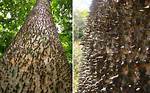 Dynamite Tree