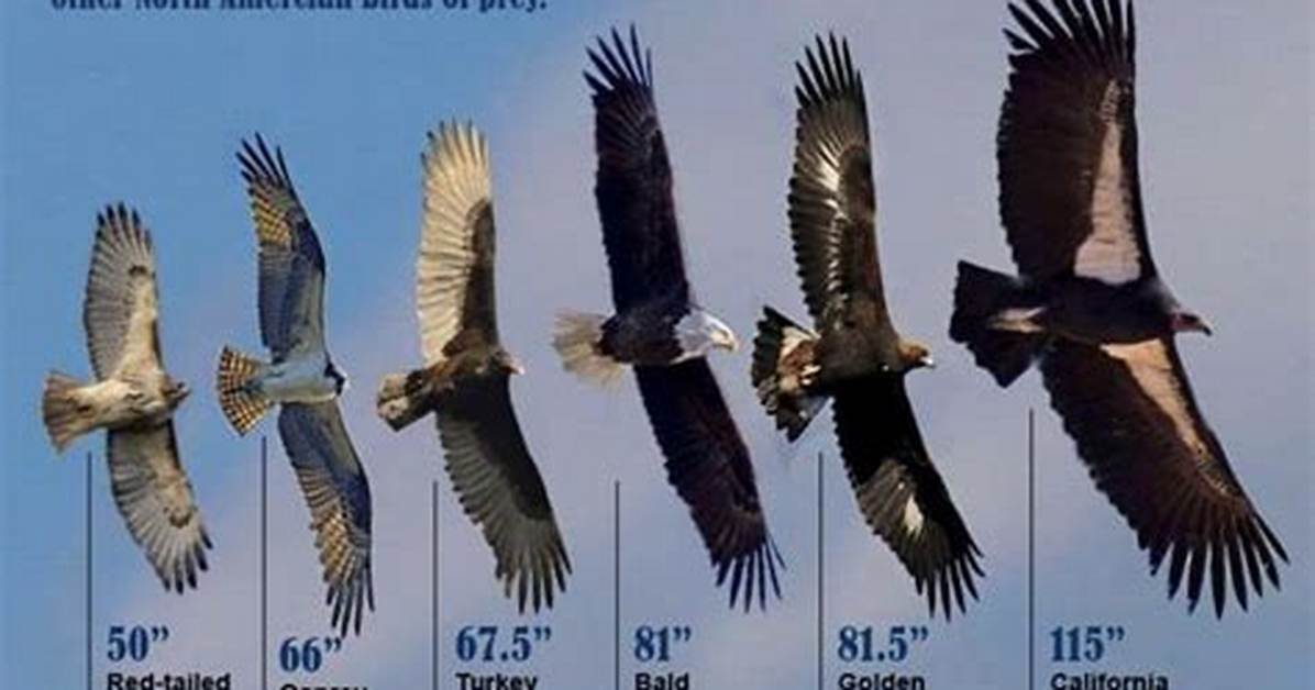 Eagle Weight