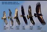 Eagle Weight