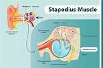Ear Muscle Spasm