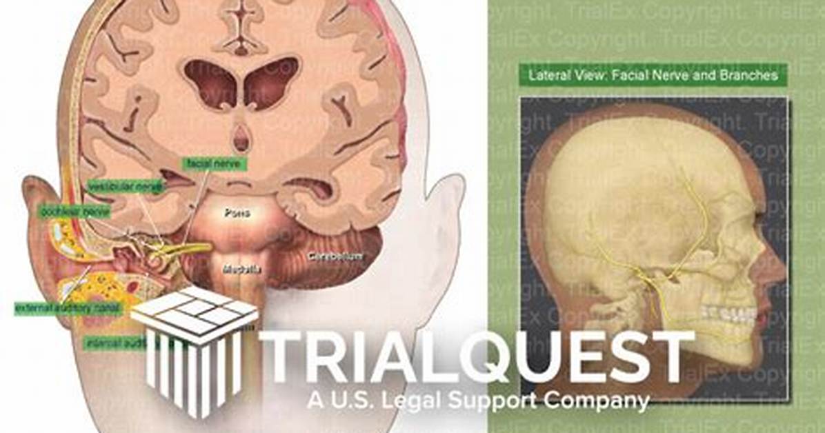 Ear or Brain Section