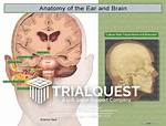 Ear or Brain Section