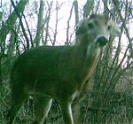 ___-Eared (Having Drooping Ears)